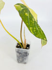 Philodendron Gloriosum Tricolor@BC Warehouse