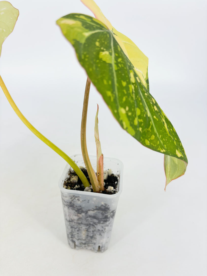 Philodendron Gloriosum Tricolor@BC Warehouse