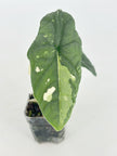 Alocasia Melo Duo@BC Warehouse