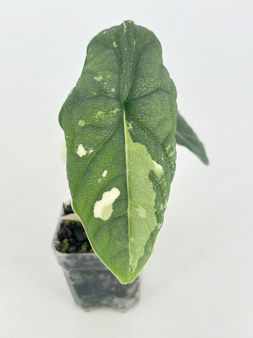 Alocasia Melo Duo@BC Warehouse
