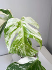 Monstera Albo -Holland *Pick up& GTA Delivery Only* @Markham Warehouse