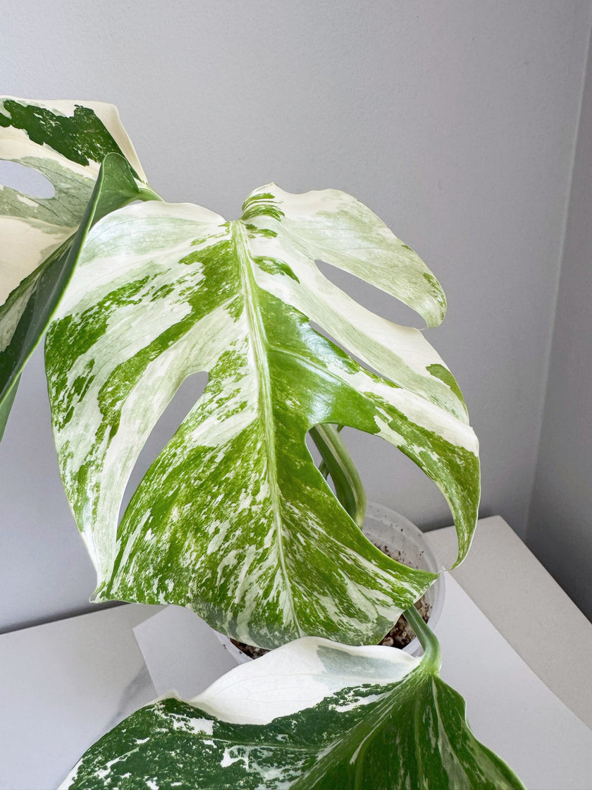Monstera Albo -Holland *Pick up& GTA Delivery Only* @Markham Warehouse