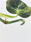 Philodendron Melanochrysum Var@BC Warehouse