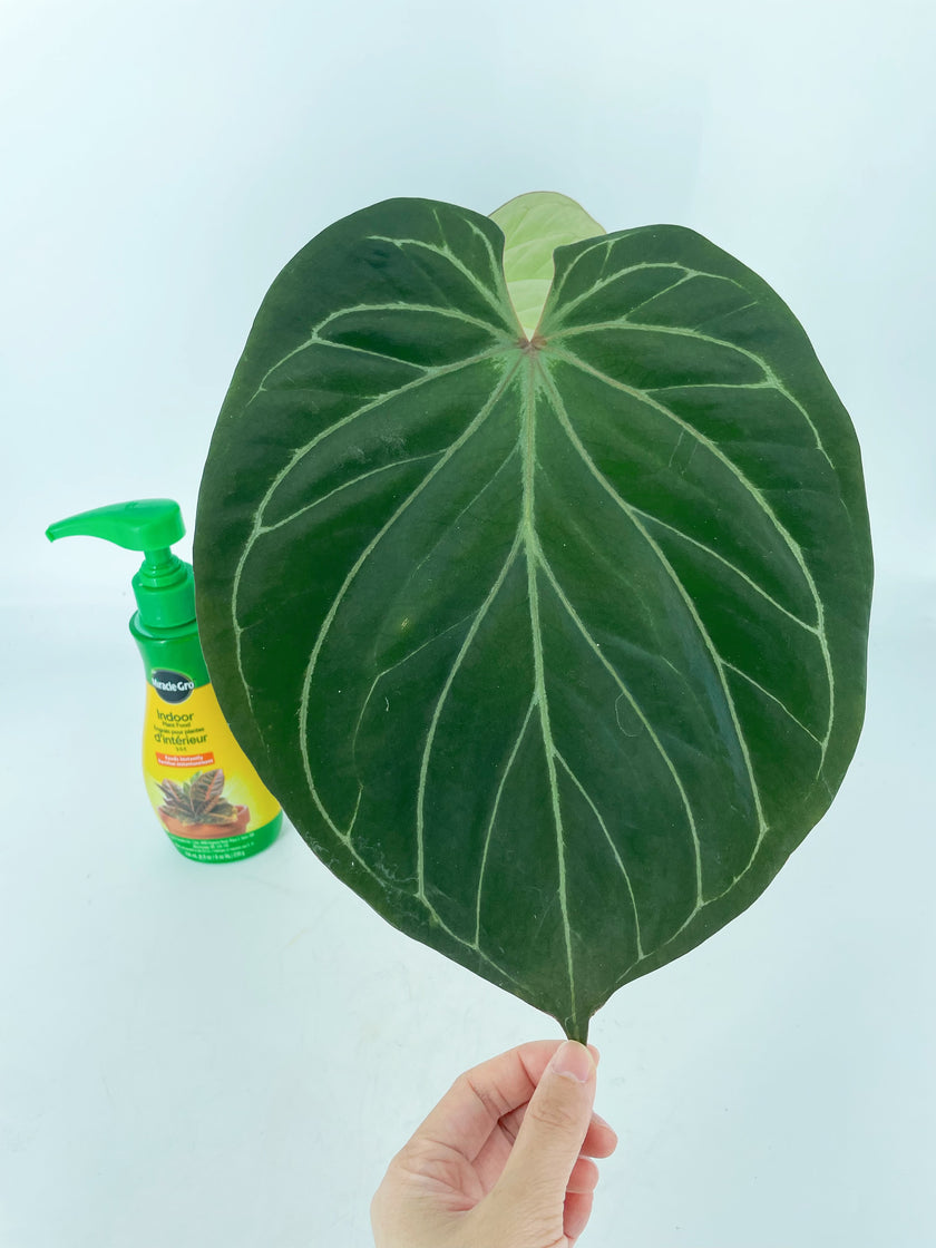 *Grower’s Choice* Anthurium King of Spades KOS