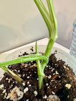 Monstera Albo