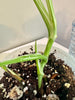 Monstera Albo