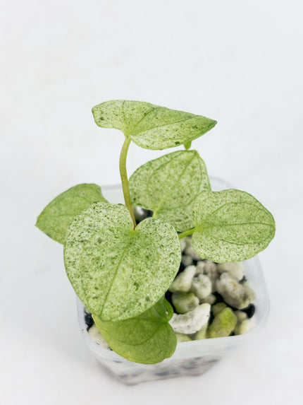 Anthurium Dark Phoenix Mint@BC Warehouse