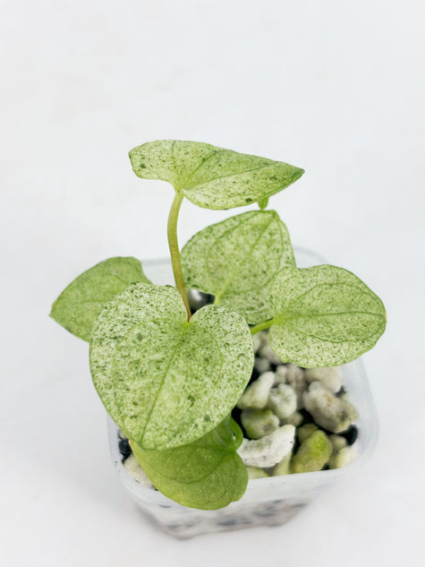 Anthurium Dark Phoenix Mint@BC Warehouse