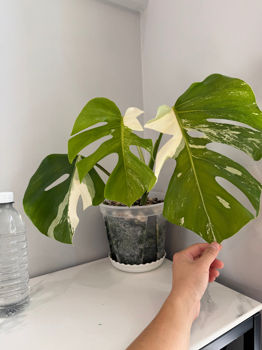 Monstera Albo