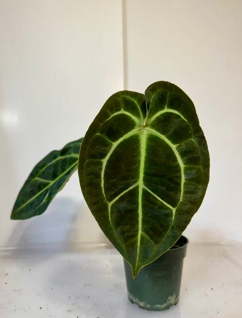 *Grower’s Choice* Anthurium Besseae x Dark Forgetii