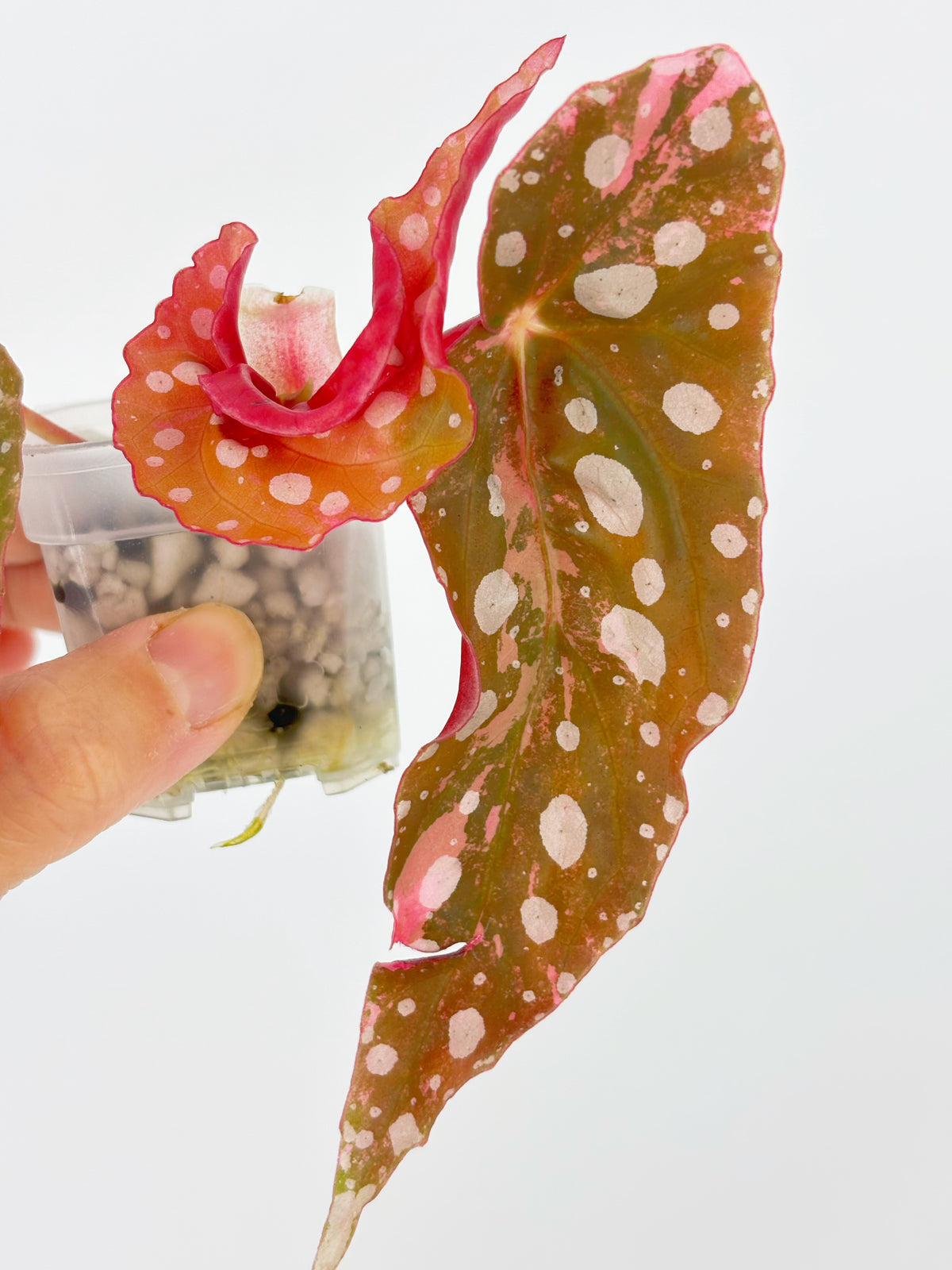 Begonia combo (Darth x Maloch & Pink Maculata) @BC Warehouse