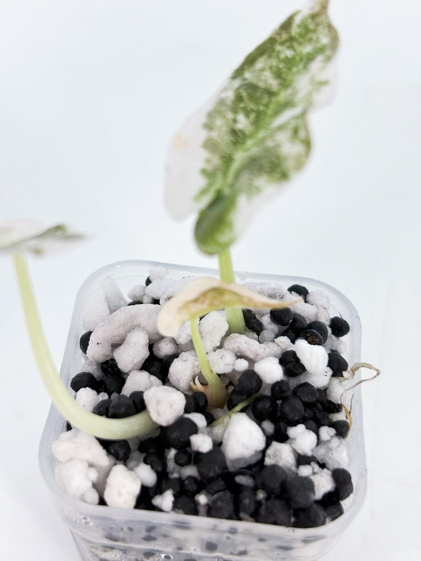 *Grower’s Choice* Alocasia Cuprea -Super Pink