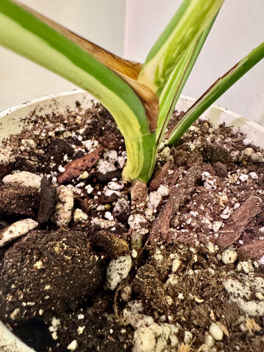 Monstera Albo -Japanese