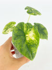 Alocasia Melo Aurea@BC Warehouse