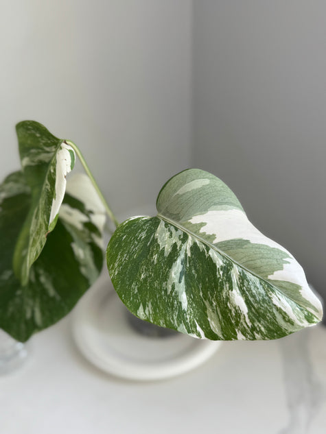 Monstera Albo