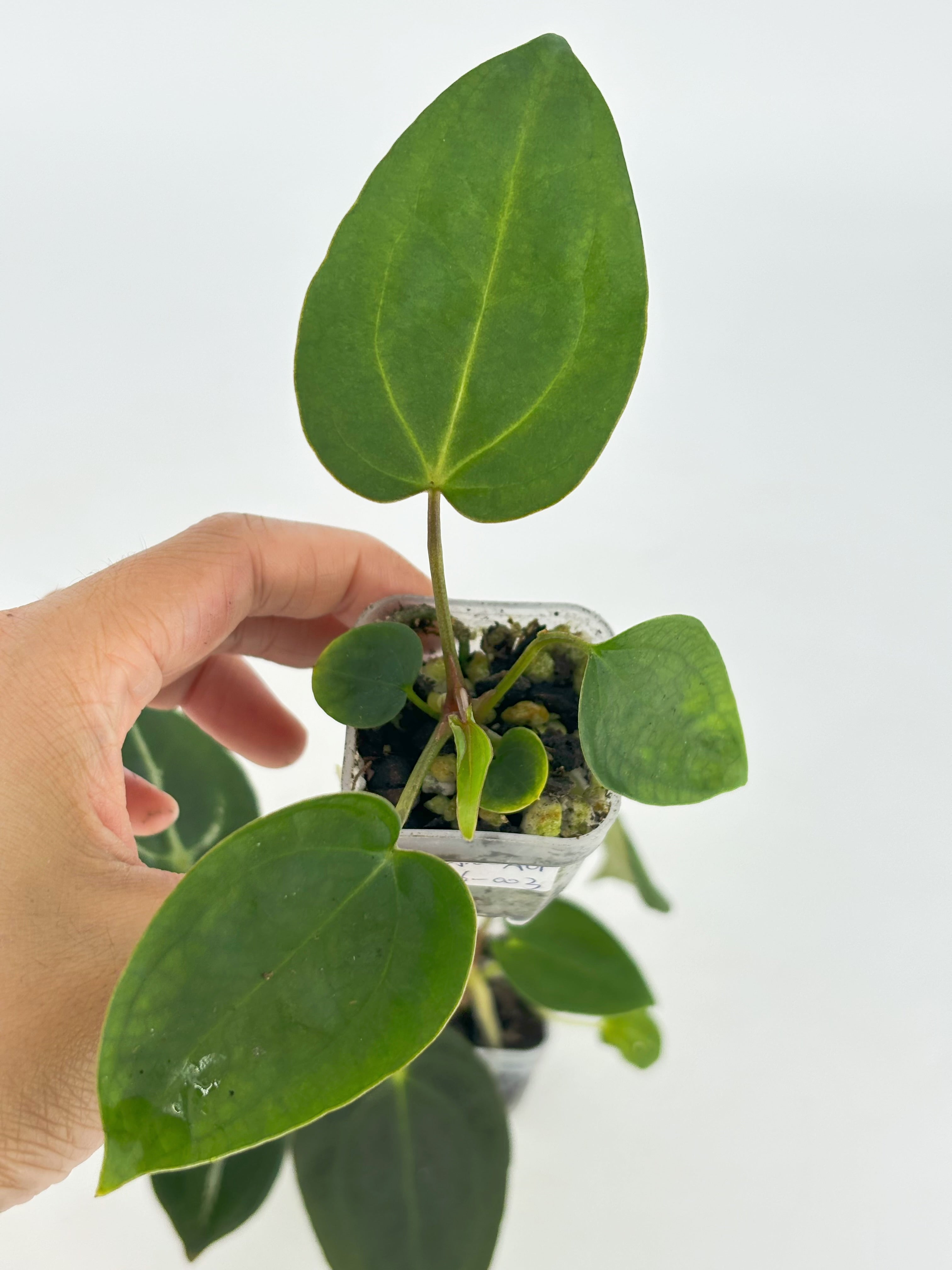 Anthurium Beginner Combo@BC Warehouse