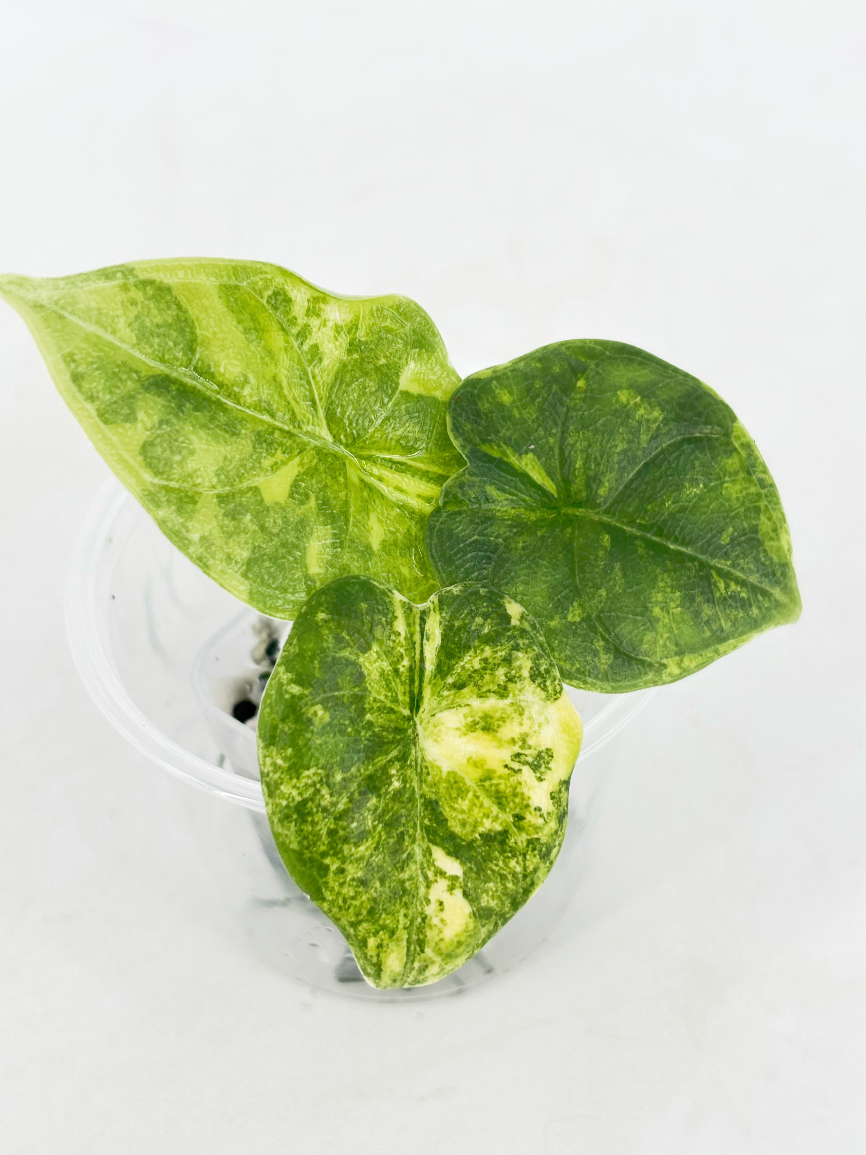 Alocasia Melo Duo @BC Warehouse