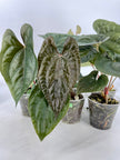 Anthurium Papi FS x RL x Luxurians *Multiples Available*