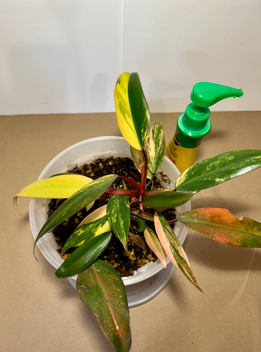 Philodendron Strawberry Shake