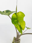 Alocasia Stingray Aurea XXL @BC Warehouse *Local Pick Up&Delivery Only*