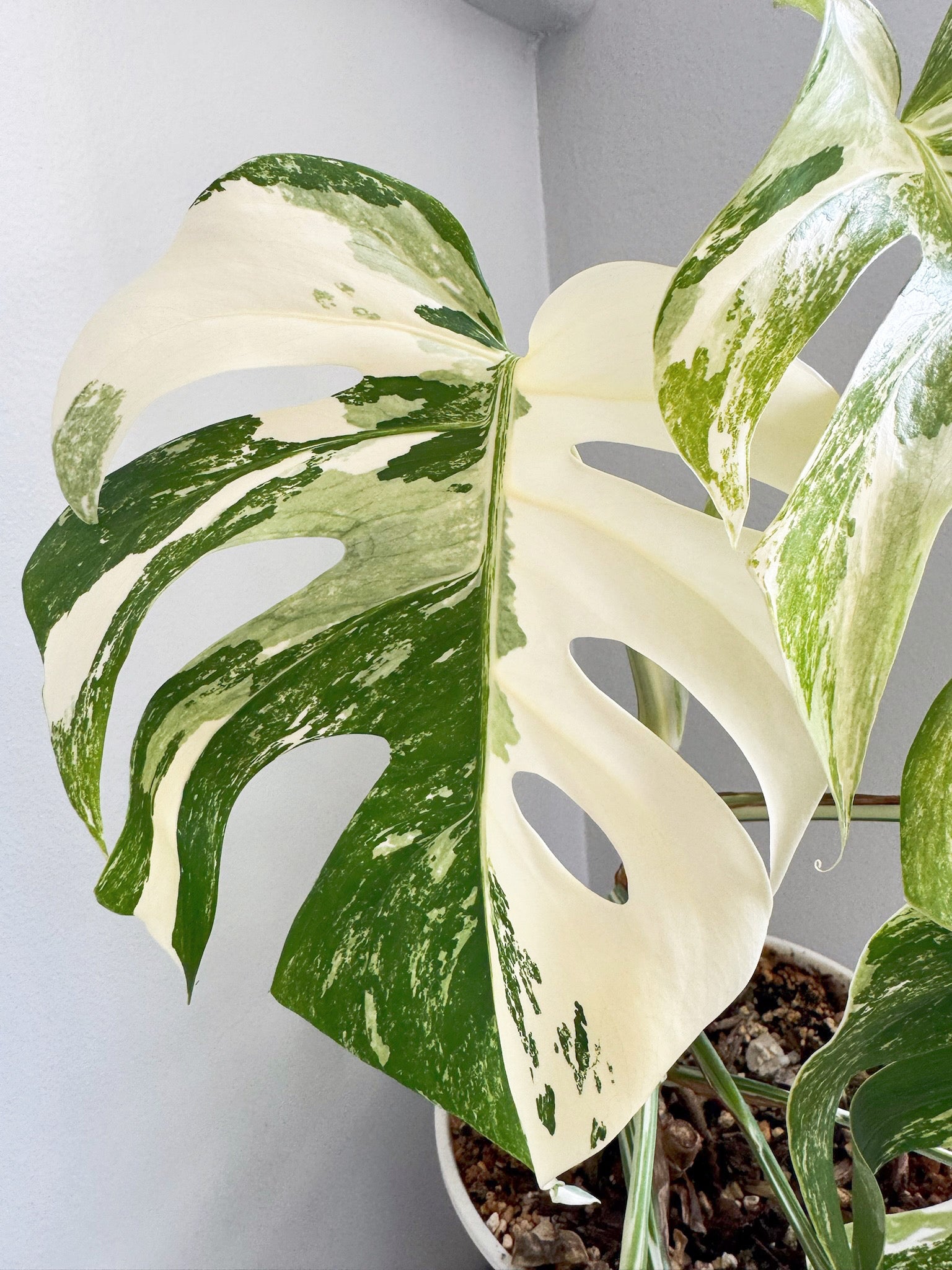 Monstera Albo -Holland *Pick up& GTA Delivery Only* @Markham Warehouse