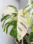 Monstera Albo -Holland *Pick up& GTA Delivery Only* @Markham Warehouse