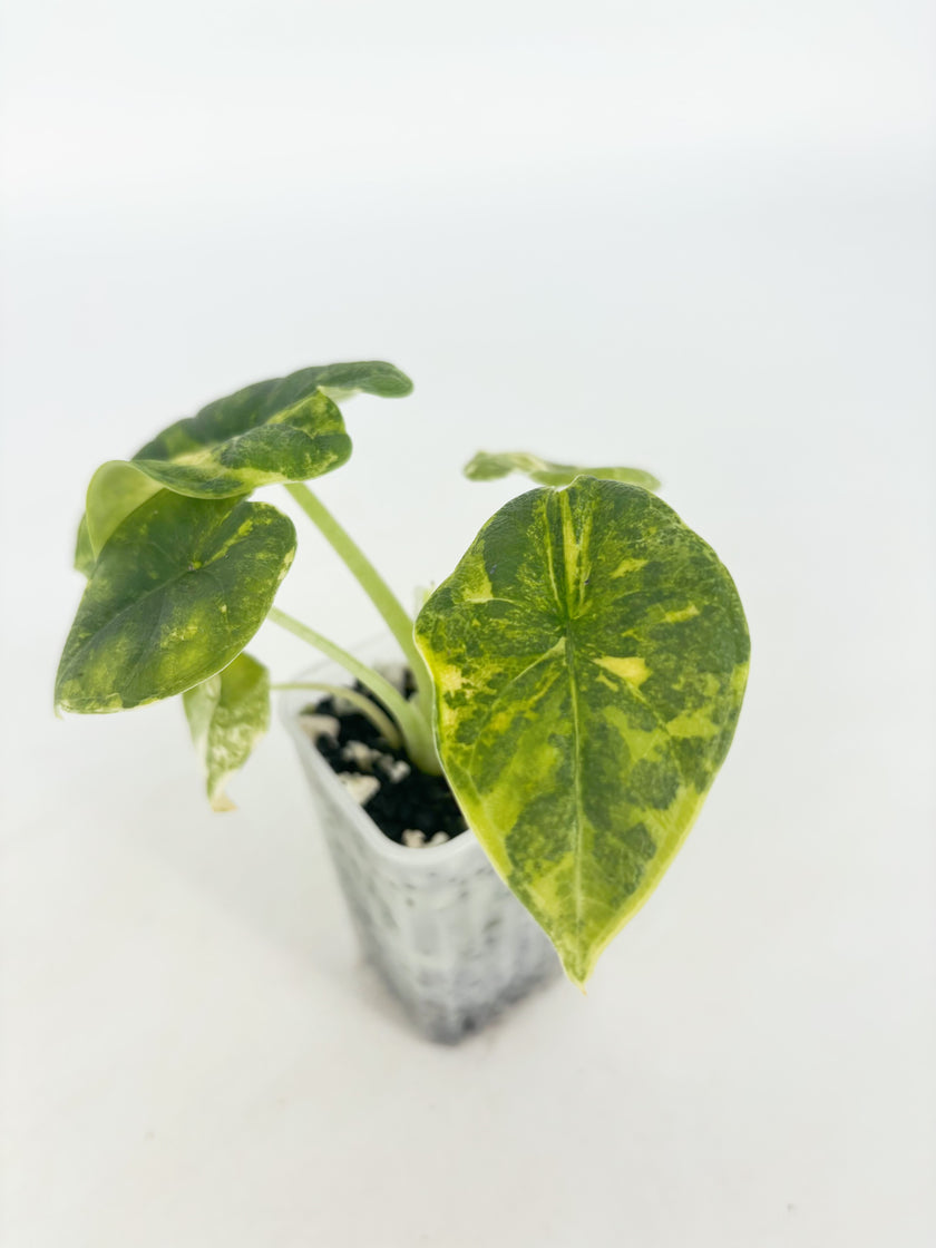 Alocasia Melo Aurea@BC Warehouse