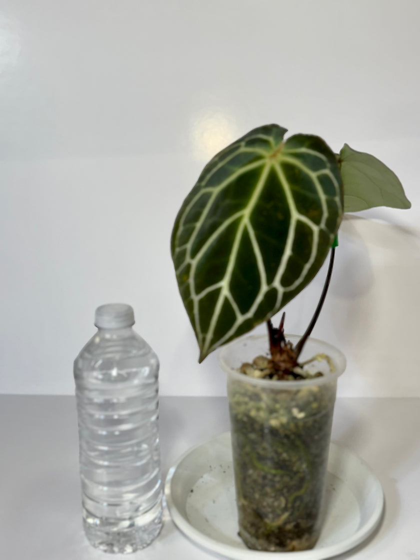 Anthurium Dark Crystallinum