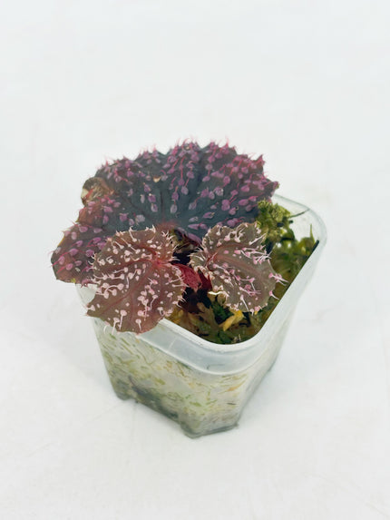 Begonia Pink Urchin@BC Warehouse