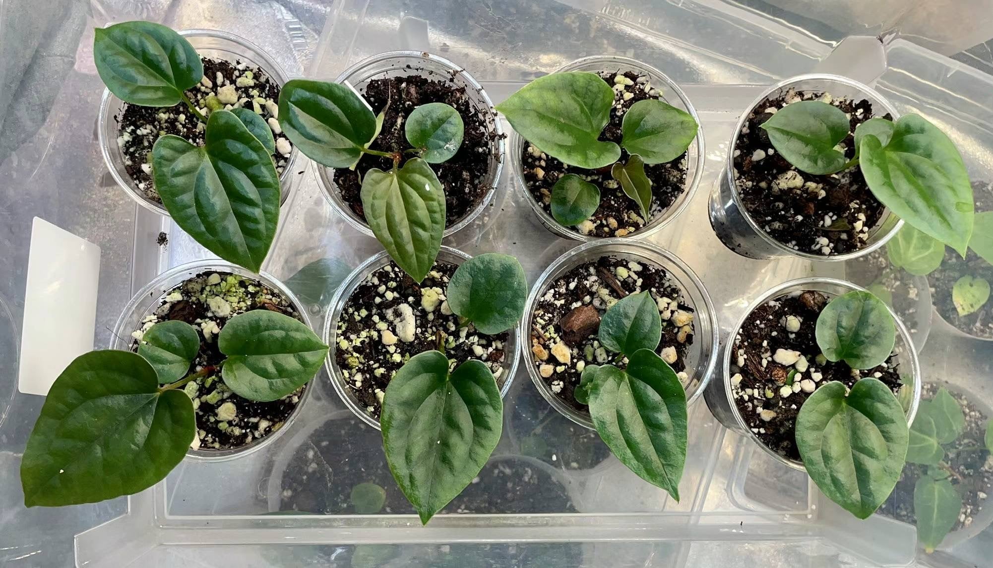 Anthurium Papi FS x RL x Luxurians Seedlings