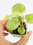 Variegated Anthurium Combo (Crystallinum Var. & Dark Phoenix Mint) @BC Warehouse