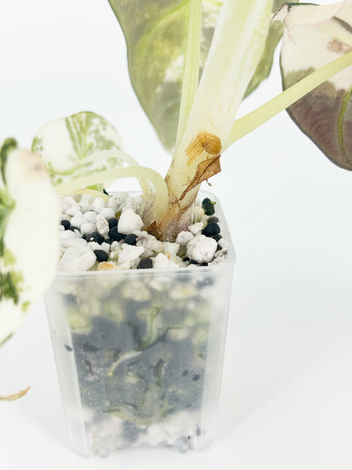 Alocasia Black Velvet Pink @BC Warehouse
