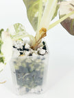 Alocasia Black Velvet Pink @BC Warehouse