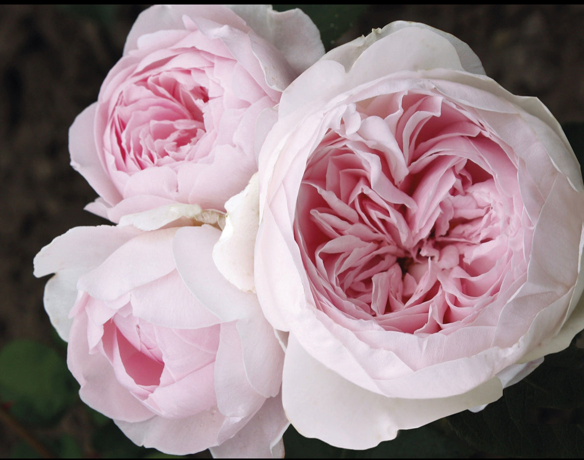 Parfuma® Earth Angel™-Bare Root Only (no pot)