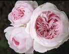 Parfuma® Earth Angel™-Bare Root Only (no pot)