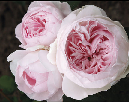 Parfuma® Earth Angel™-Bare Root Only (no pot)