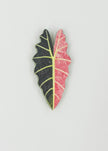 Tropical Leaf Magnet — Alocasia Series