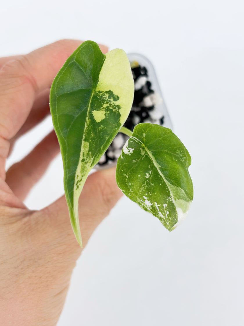 Alocasia Combo (Chantrieri Pink & Dragon Scale Albo)