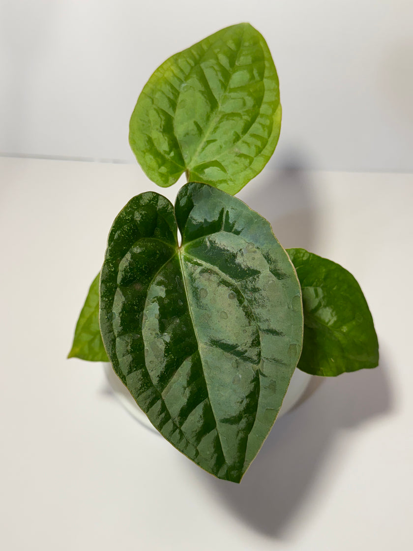 Anthurium Lux x Dark Crystallinum