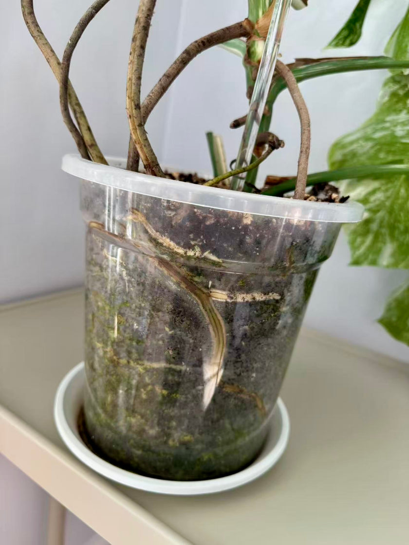 Monstera Albo -Japanese XL (Pick up& GTA Delivery Only)