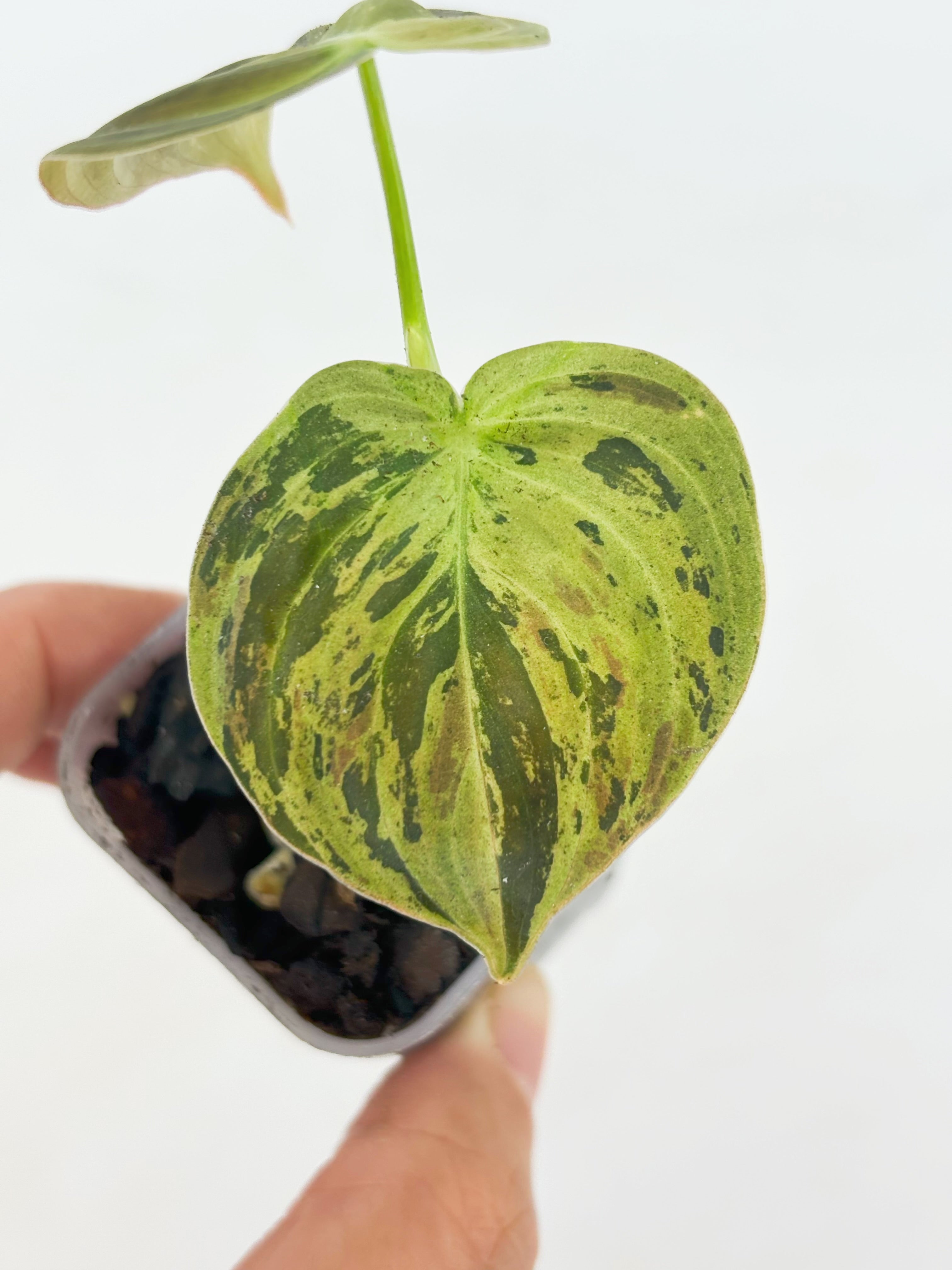Philodendron Melanochrysum Var@BC Warehouse