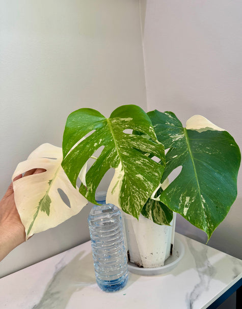 Monstera Albo -Japanese