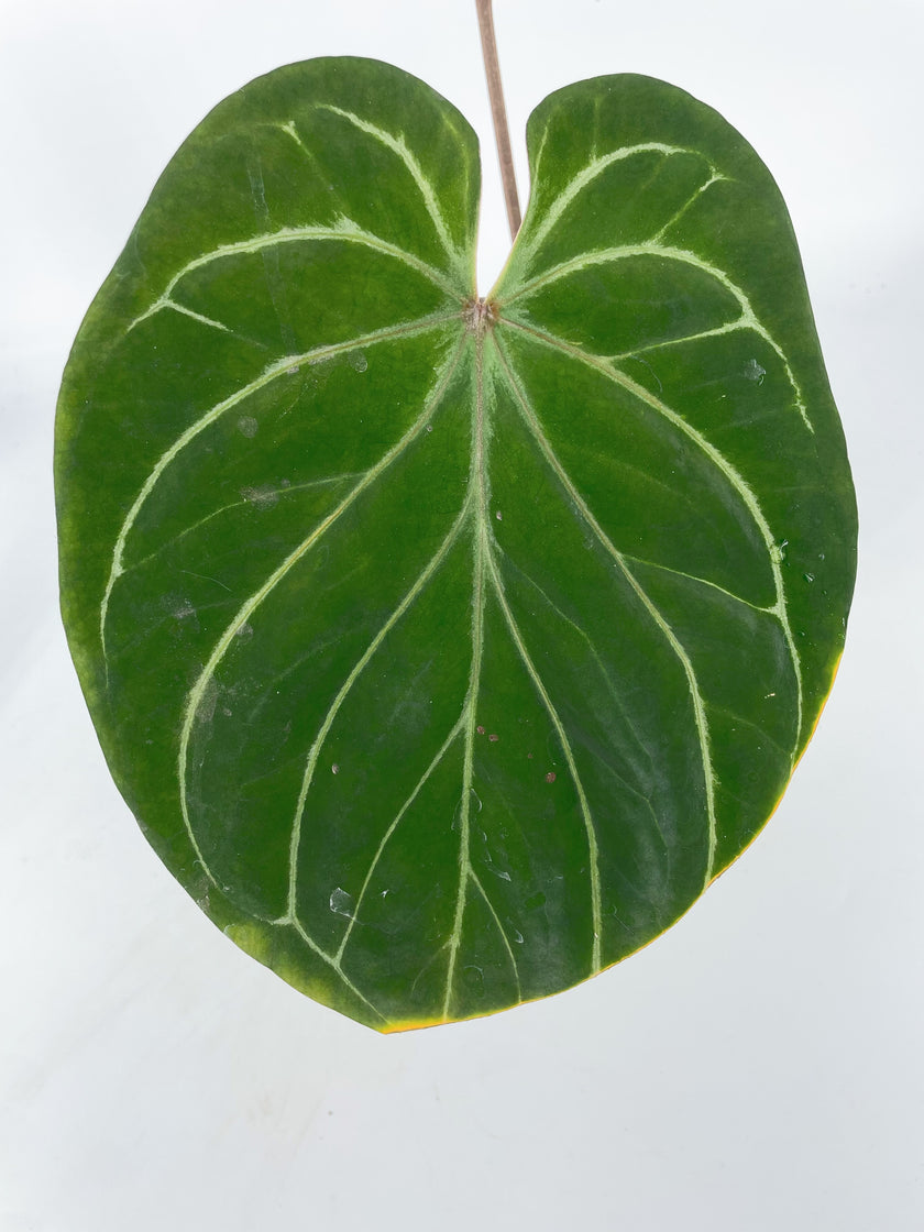 *Grower’s Choice* Anthurium King of Spades KOS