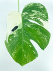 Monstera Albo