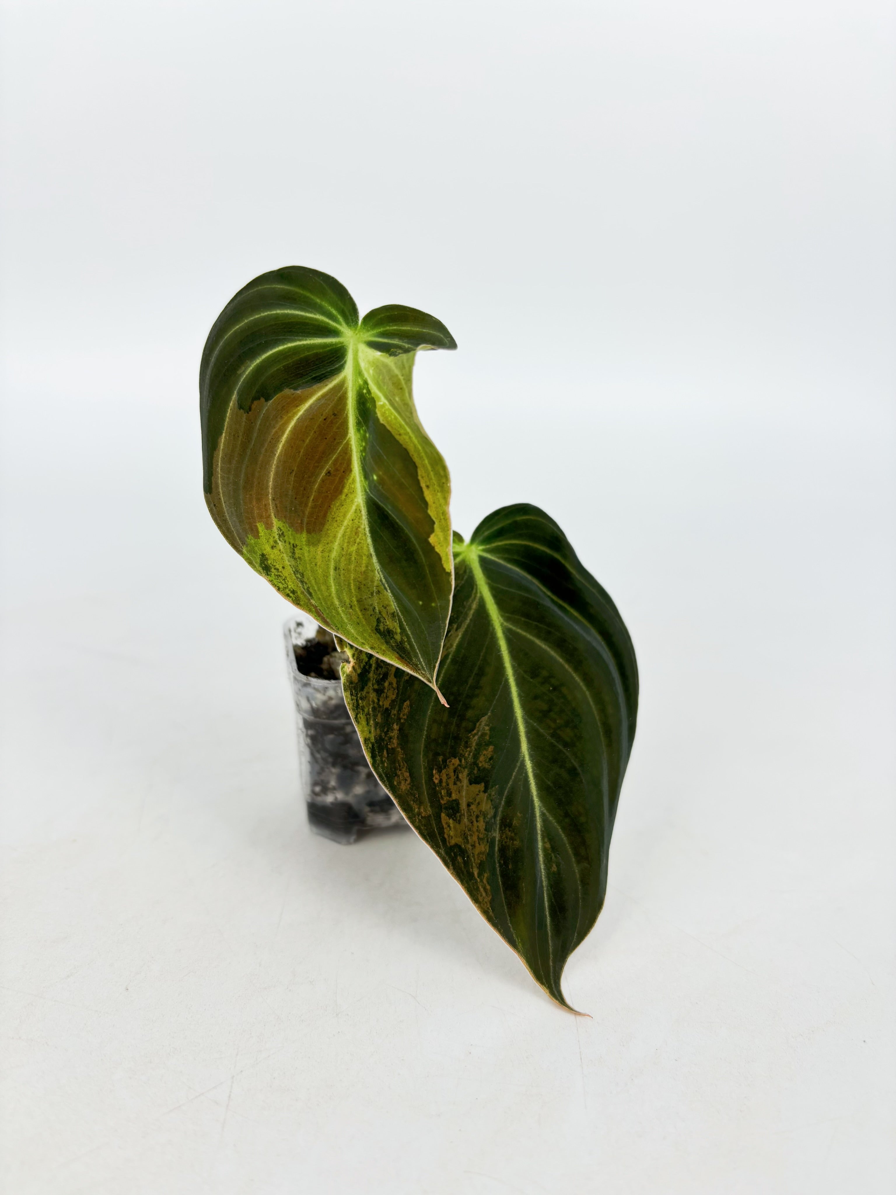 Philodendron Melanochrysum Var @BC Warehouse