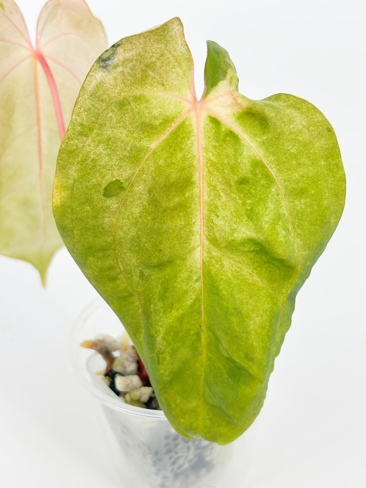 Anthurium Dark Phoenix × Goliath Var @BC Warehouse
