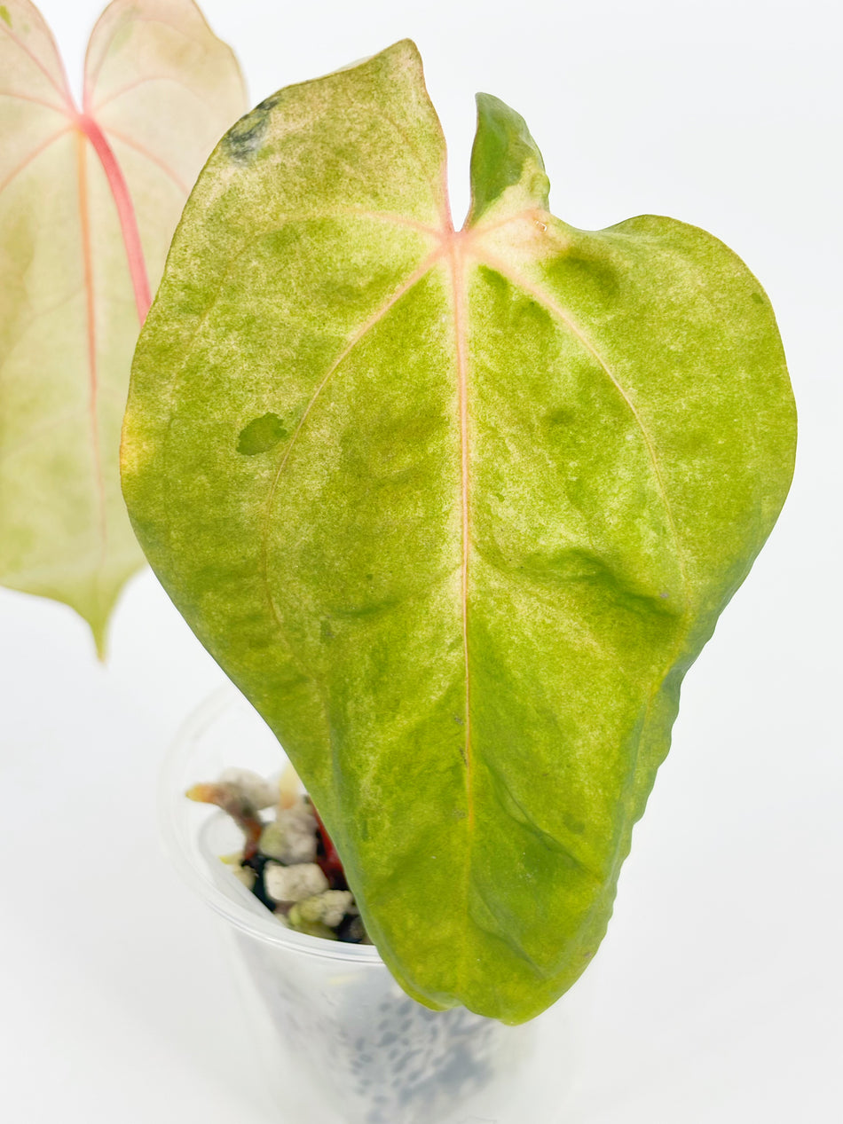 Anthurium Dark Phoenix × Goliath Var @BC Warehouse