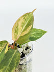 Philodendron Gloriosum Tricolor @BC Warehouse