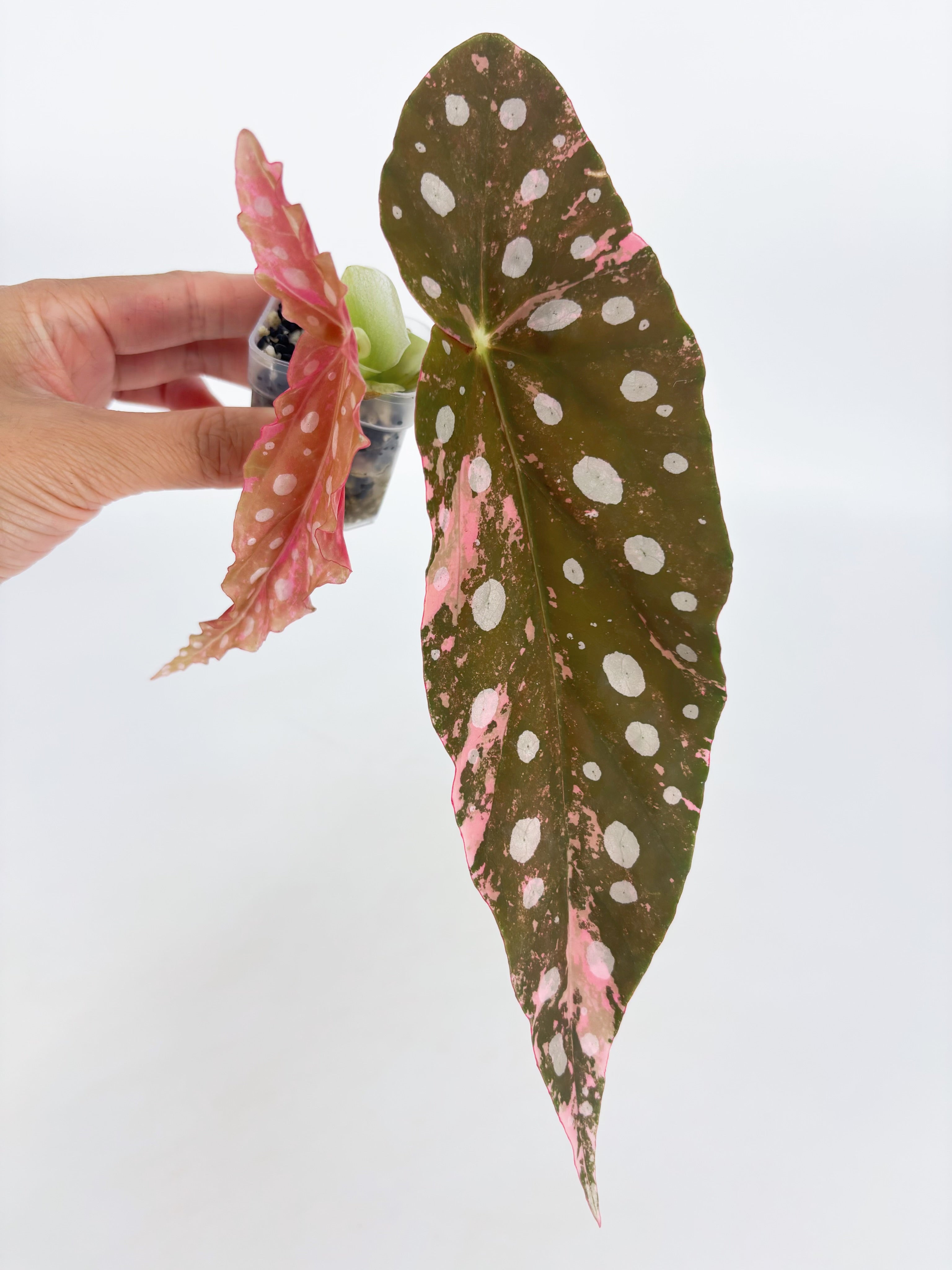 Begonia Pink Maculata @BC Warehouse 004