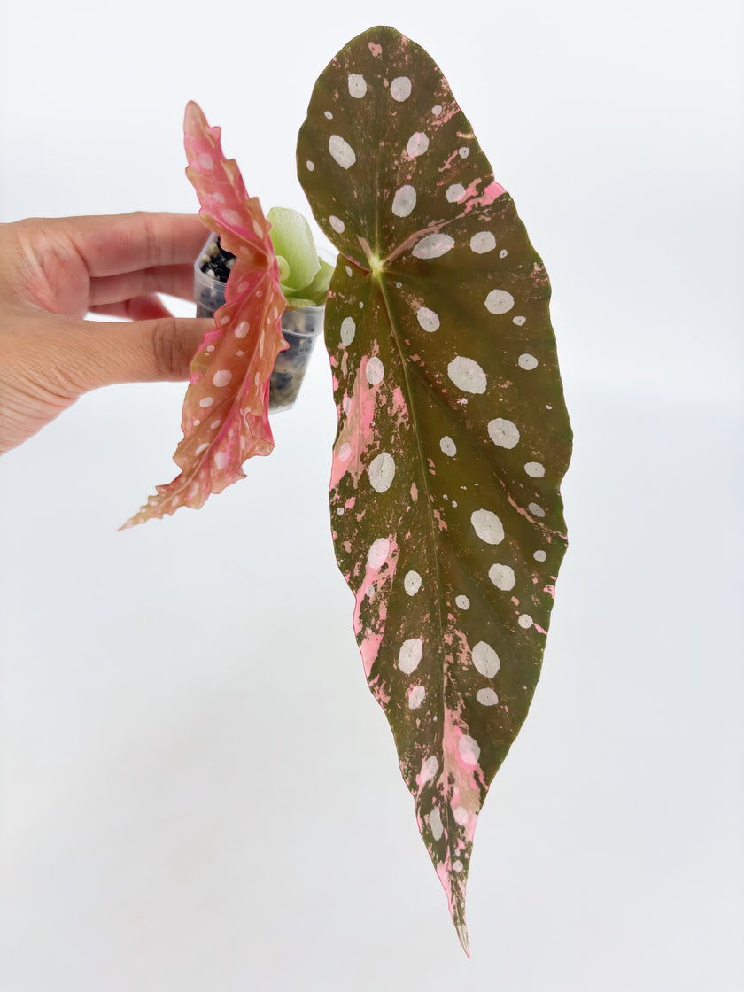 Begonia Pink Maculata @BC Warehouse 004